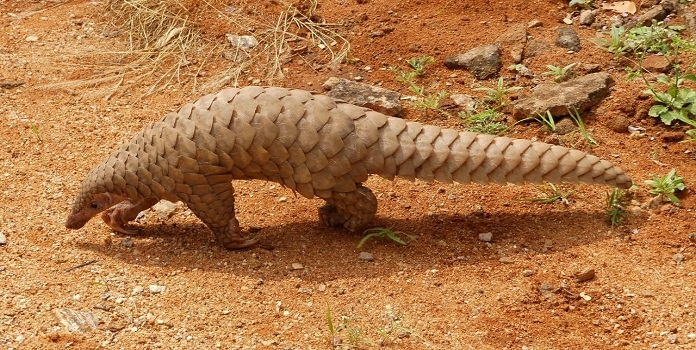 pangolin_1  H x