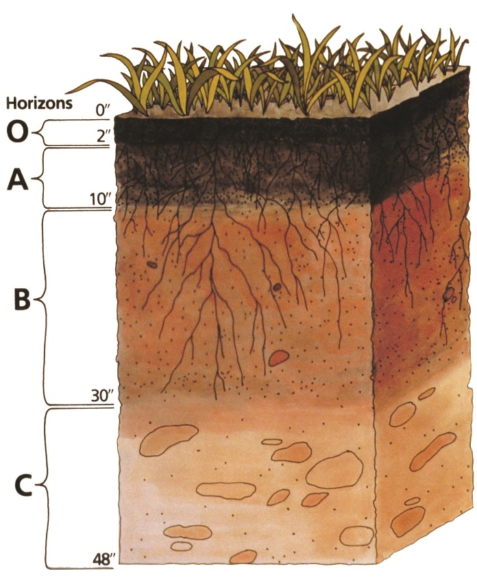 soil profile 