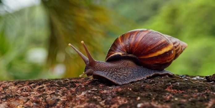 giant african land snail