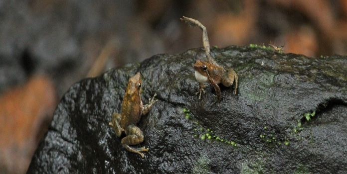 dancing frog