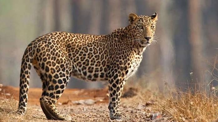 leopard (1)