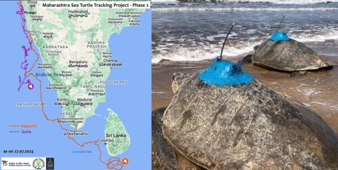 olive ridley tagged turtle 