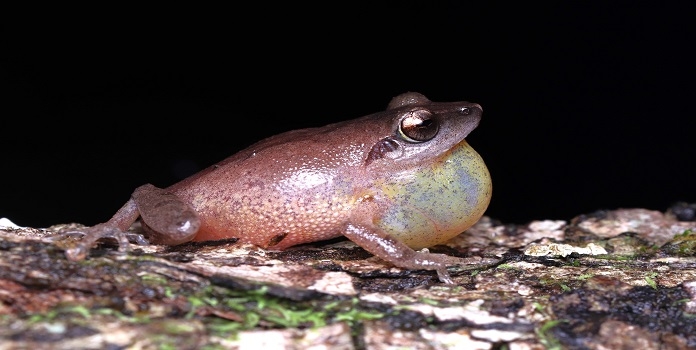 amboli bush frog