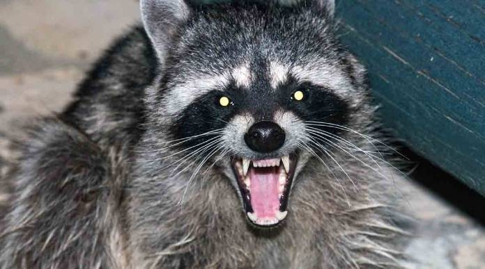 Raccoon