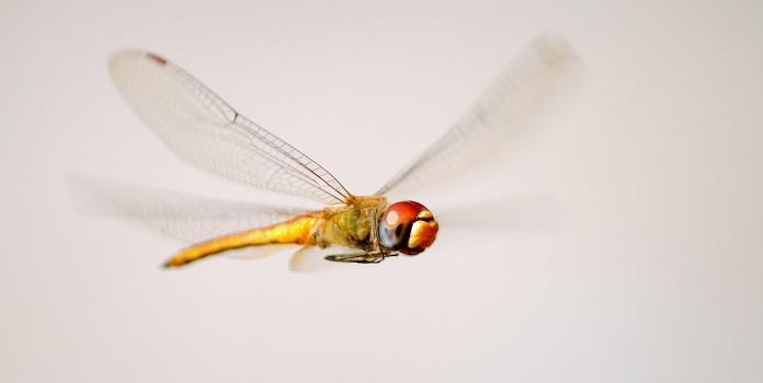 dragonfly migration in mumbai