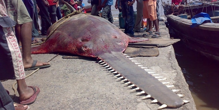 sawfish maharashtra