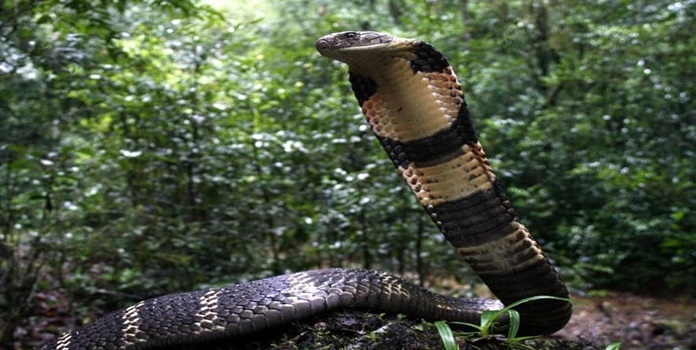 western ghat king cobra