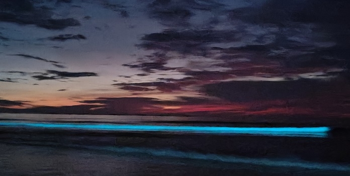 bioluminescence blue sea wave