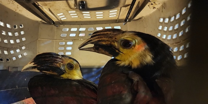 hornbill trafficking