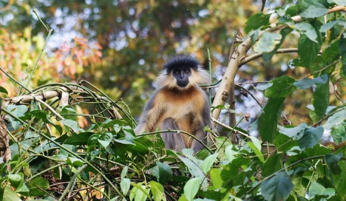 langurs in bangladesh face extinction