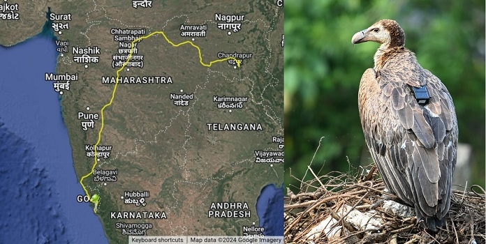 BNHS tagged vulture