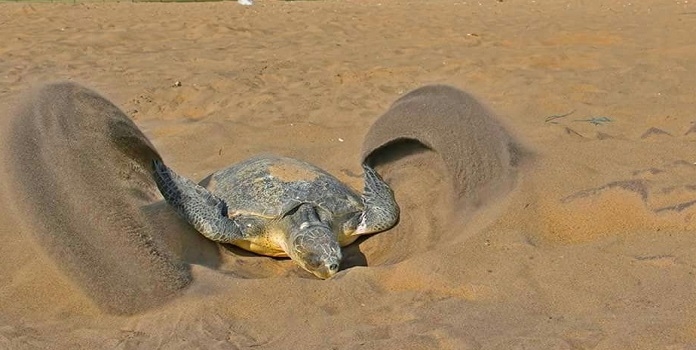 sea turtle