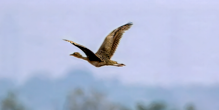 lesser florican in bhigwan