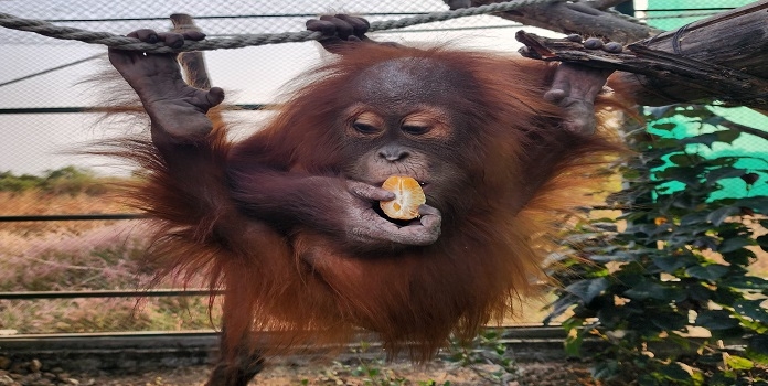 kalyan orangutan