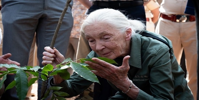 jane goodall