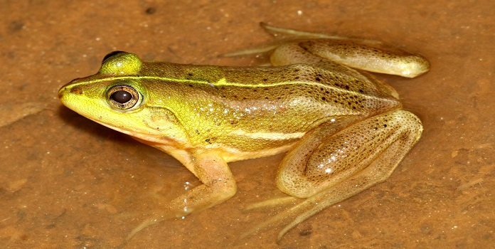 frog from sindhudurg