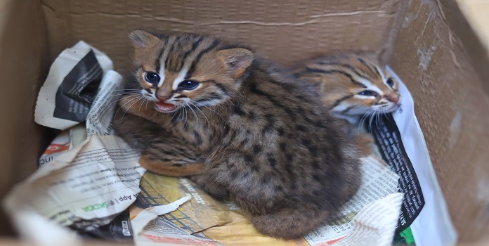 reunion of rusty spotted cat