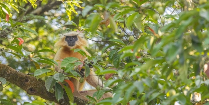 golden langur