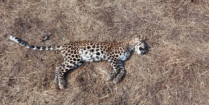 leopard cub 
