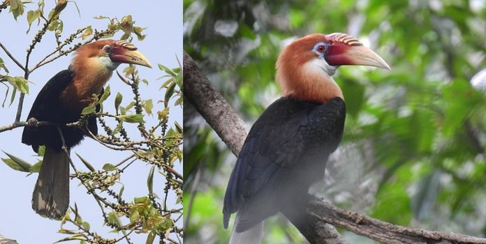 narcondam hornbills