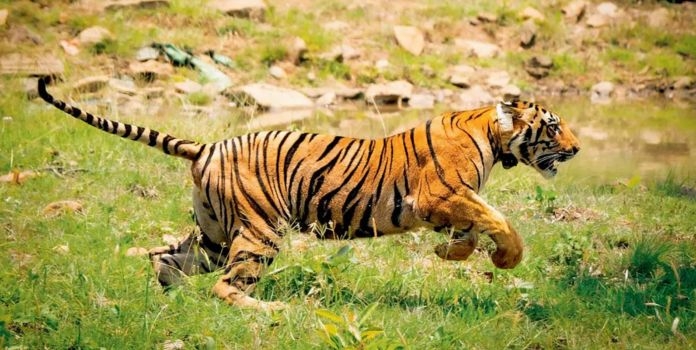 tiger translocation