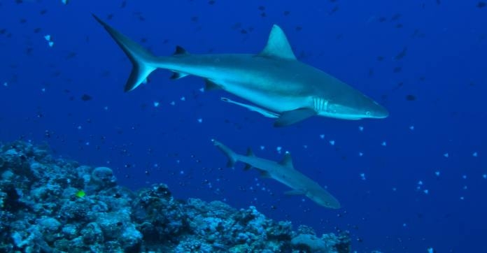 harks faring in French Polynesia’s shark sanctuary