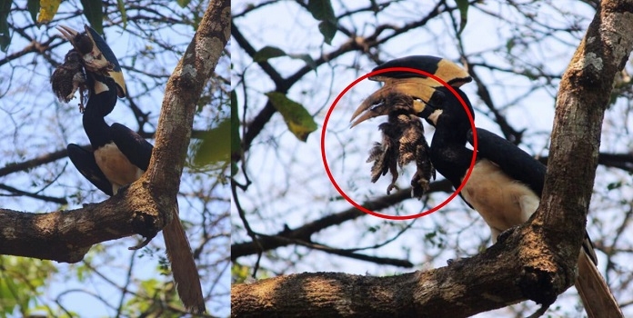 malabar pied hornbill