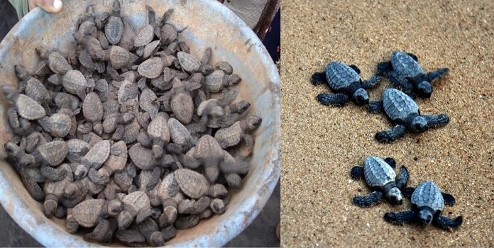 sea turtle hatchlings