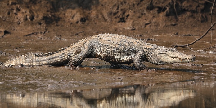 crocodile