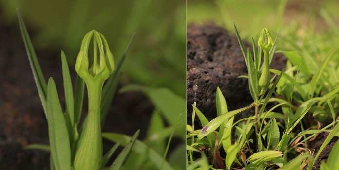 Ceropegia mohanramii