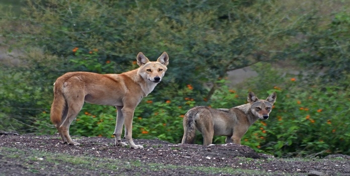 maharashtra wolf 