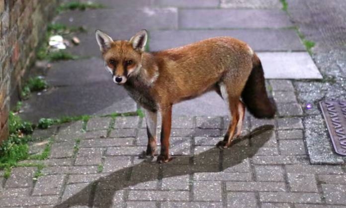 Urban foxes spotted Sydney and Melbourne inner suburbs 