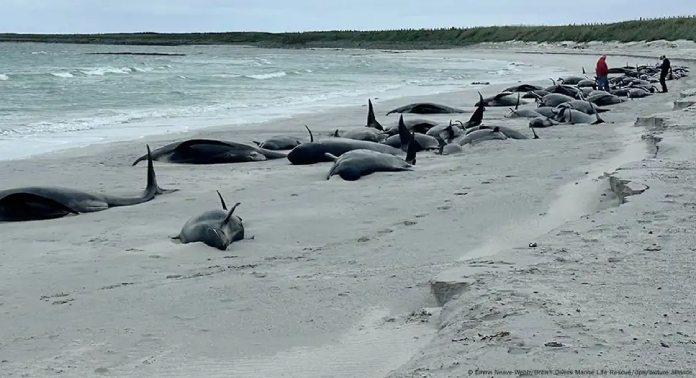 dozens of pilot whales die on beach off scotland