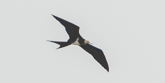 lesser frigetbird