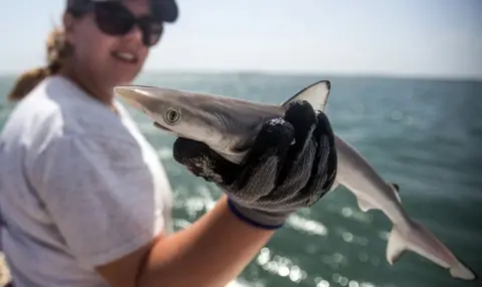 cocaine-sharks-brazil-pollution