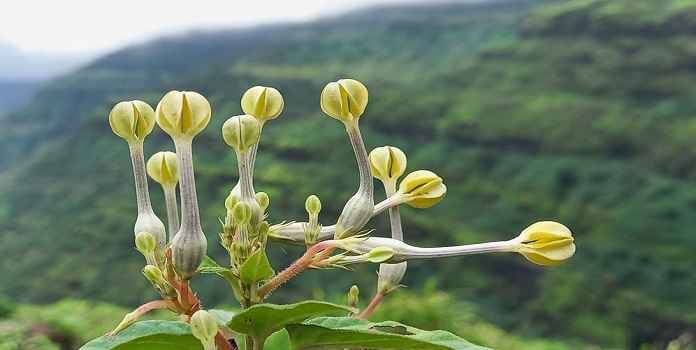 iucn red listed maharashtra