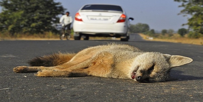 wildlife roadkill