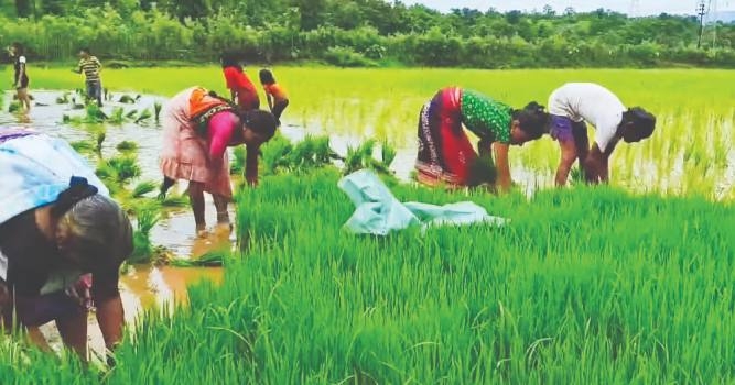 Rice Crops 