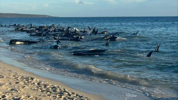 biggest mass whale stranding 