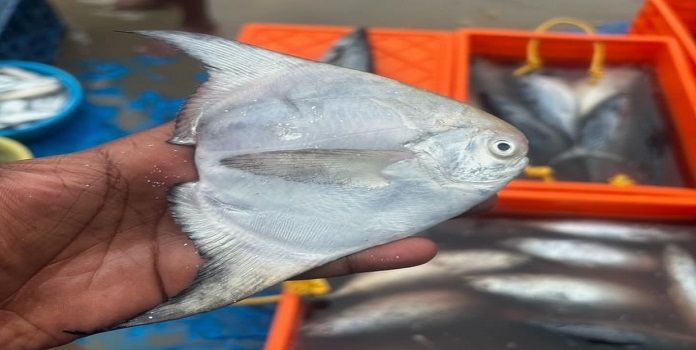 sliver pomfret