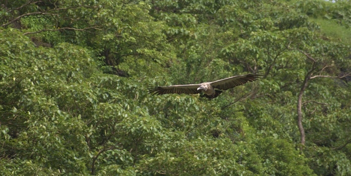 vultures in ghosalgad