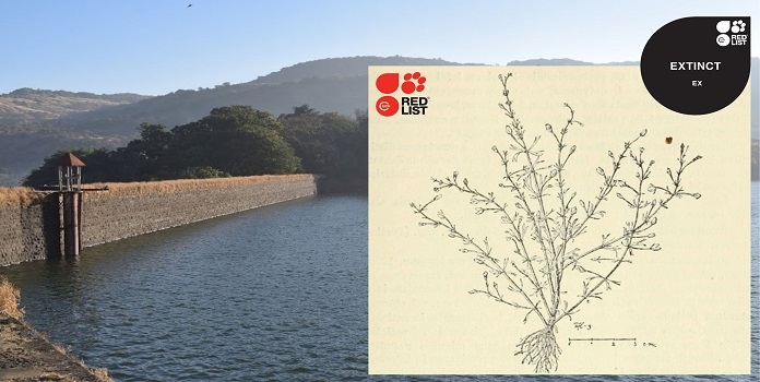 Limnophila limnophiloides plant species endemic to bhushi dam