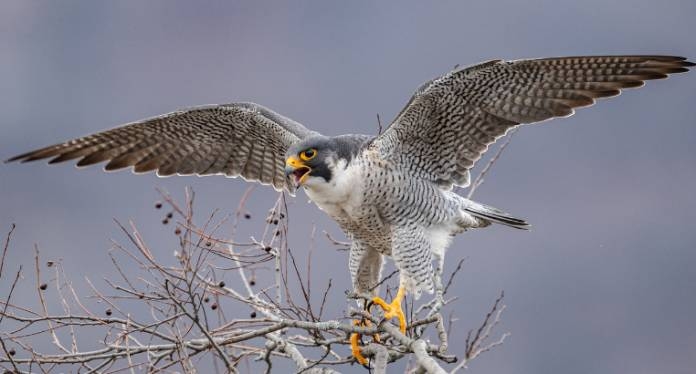 new peregrine falcon in town