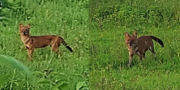 wild dog mangoan